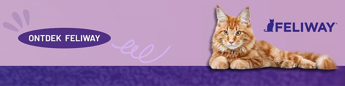 Kat, Zoogdier, Huisdier, Manx, Kitten